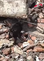 N3011047 Dog pulled to safety._part2