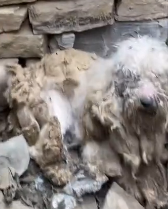 N3011045 rescue the dog (2)_part2