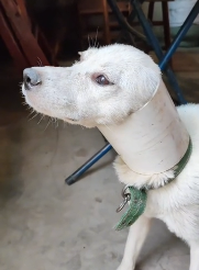 N3011044 Rescue poor dog #pet #xuhuong #fyp #trending #dog part2