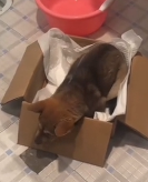 N3011043 rescue the dog#dog #dogsoftiktok #petsoftiktok_part2