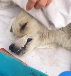 N3011041 No one needs me #pet  #dog #petsoftiktok #dogs…_part2