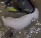 N3011039 rescue the dog #pet  #dog  #petsoftiktok part2