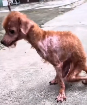 N3011037 A dog in good hands_part2