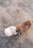 N3011035 Lifting the dog to safety_part2