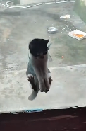 N3011034 Rescue a trapped and attacked cat#cat #catsoftiktok #catfunny_part2