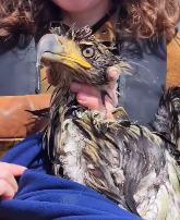 N3011033 Poor eagle #eagle #birdsoftiktok #animal…_part2