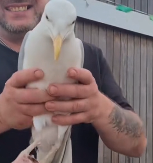 N2311032 Couple Saves Injured Seagull Crow Attack You Won Believe It…_part2