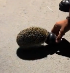N3011029 A couple rescue a hedgehog with is head stuck in a jar_part2