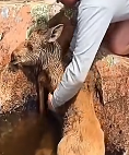 N3011028 rescues a baby moose_part2