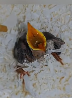 N3011027 Poor baby bird #crow #bird #animals_part2