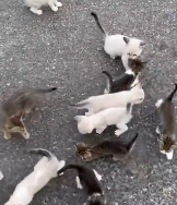 N3011025 kind man rescued an abandoned kitten on his way home, then this…_part2