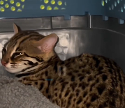 N3011024 kind couple rescued an injured leopard cat, then happened…._part2