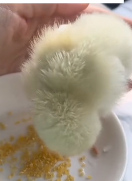 N3011023 kind couple rescued fallen chick on road then…#lovestor…_part2