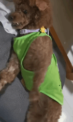 N3011022 rescue the dog #pet #xuhuong #fyp #trending #dog_part2