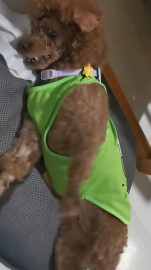 N3011022 rescue the dog #pet #xuhuong #fyp #trending #dog_part2