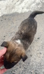 N3011021 Poor dog #pet #fyp #dogsoftiktok #petsoftik…_part2