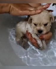 N2311034 Rescue puppy #rescue #animals #rescueanimals part2