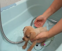 N2311033 Rescue puppy #rescue #animals #rescueanimals part2