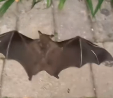 N3011008 Poor baby bat #bat  #animal #animalsoftiktok_part2