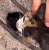 N3011007 rescue the trapped cat #cat #catsoftiktok #poorcat #rescuecat_part2