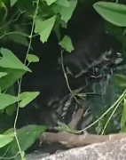 N3011006 Rescue team saves the dog_part2