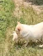 N3011004 A dog is safely rescued_part2