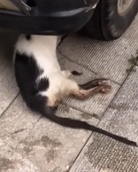 N3011003 rescue the cat #cat #rescuecat #poorcat #fyp (1)_part2