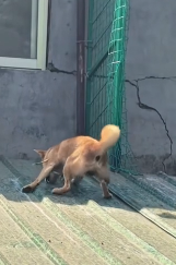 N3011001 Rescuing the dog_part2