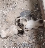 N3011048 rescue the cat #cat #catsoftiktok #poorcat (2)_part2