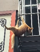 N3011036 hanging cat needs help#cat #catsoftiktok #poorcat #fyp (1)_part2