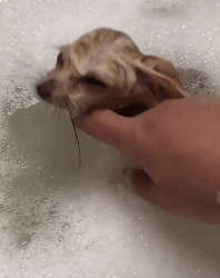 N2311031 Rescue baby fox stuck in hole then #animal #rescueanimals part2