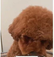 N2311038 found an abandoned stray dog on side of road. It has been w…_part2