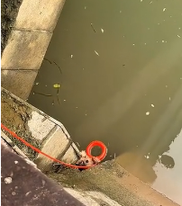 N2311036 #dog #dogsoftiktok #poordog #rescuedog (1)_part2