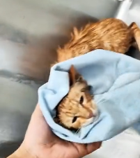 N2311035 met wounded kitten in park, it looked very badly injured…._part2