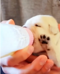 N2311039 Rescue puppy so poor #animals #rescue #rescueanimals #animalsoftik part2