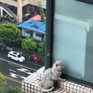 N2311041 found cat outside window on 29th floor. It raining outs…_part2