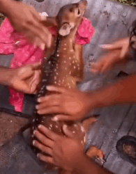 N2311040 Rescue Deer Fell into Water #animals #rescue #deer #usa_part2