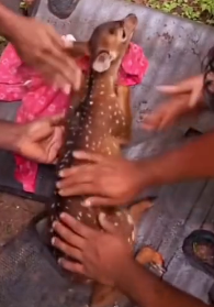 N2311040 Rescue Deer Fell into Water #animals #rescue #deer #usa_part2