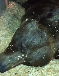 N2311042 Family Stops Traffic to Rescue an Injured Bear #rescue #ani…_part2