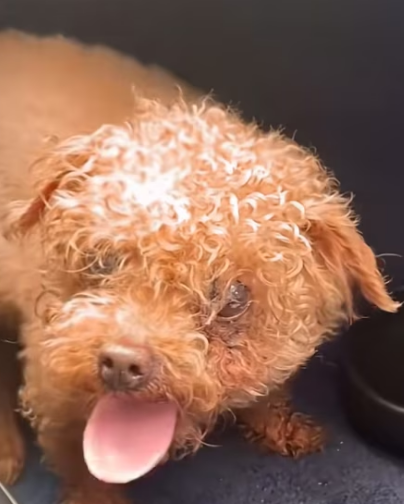 N2311005 Rescuing Abandoned Puppy Dog Heavy Trafic part2