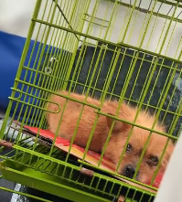 N2311046 saw an injured puppy crossing road it had lost both front leg…_part2