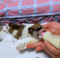 N2311045 rescued newly born puppy, it ended up being duckling.#…_part2