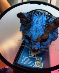 N2311044 found stray cat covered in paint all over its body. It walked tow…_part2