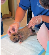 N2311043 Rescuing Puppy Surrounded by Flies Maggots #rescue #cute #hel part2