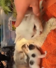 N2311048 found group of kittens meowing around their mother cat on mou part2