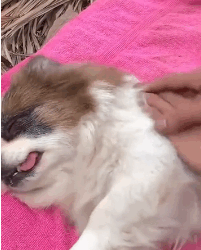 N2311052 poor mother dog took care of her puppies so devotedly she fa part2