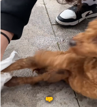 N2311003 journey to find life dog#dog #foryoupageofficiall_part2