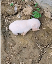N2511004 found very small white puppy on way, rescued it #rescueanim…_part2