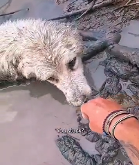 N2511002 found dog stuck under huge log! #rescue #rescuedog #rescuepuppy…_part2