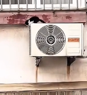 N2511001 #cat #catsoftiktok #poorcat #rescuecat_part2